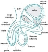 Infertilidad-masculina-varicocele