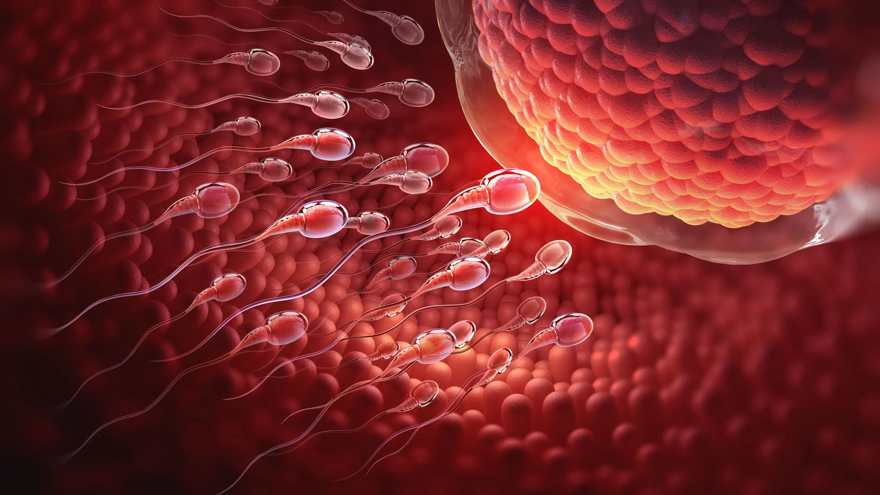 Unità di fertilità maschile