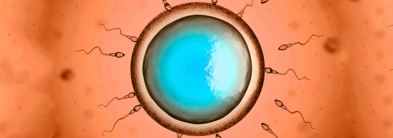 Analyse FISH des spermatozoïdes