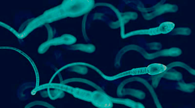 Spermiogramma: test e valutazione
