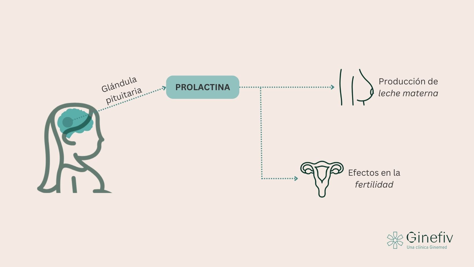 Prolactina y fertilidad ginefiv