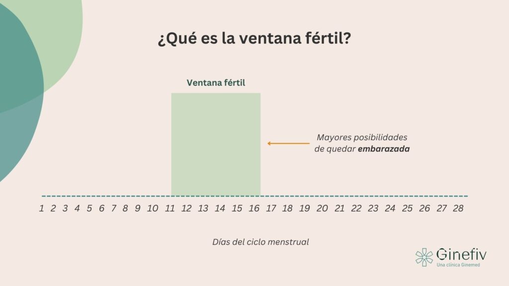 qué es la ventana fértil