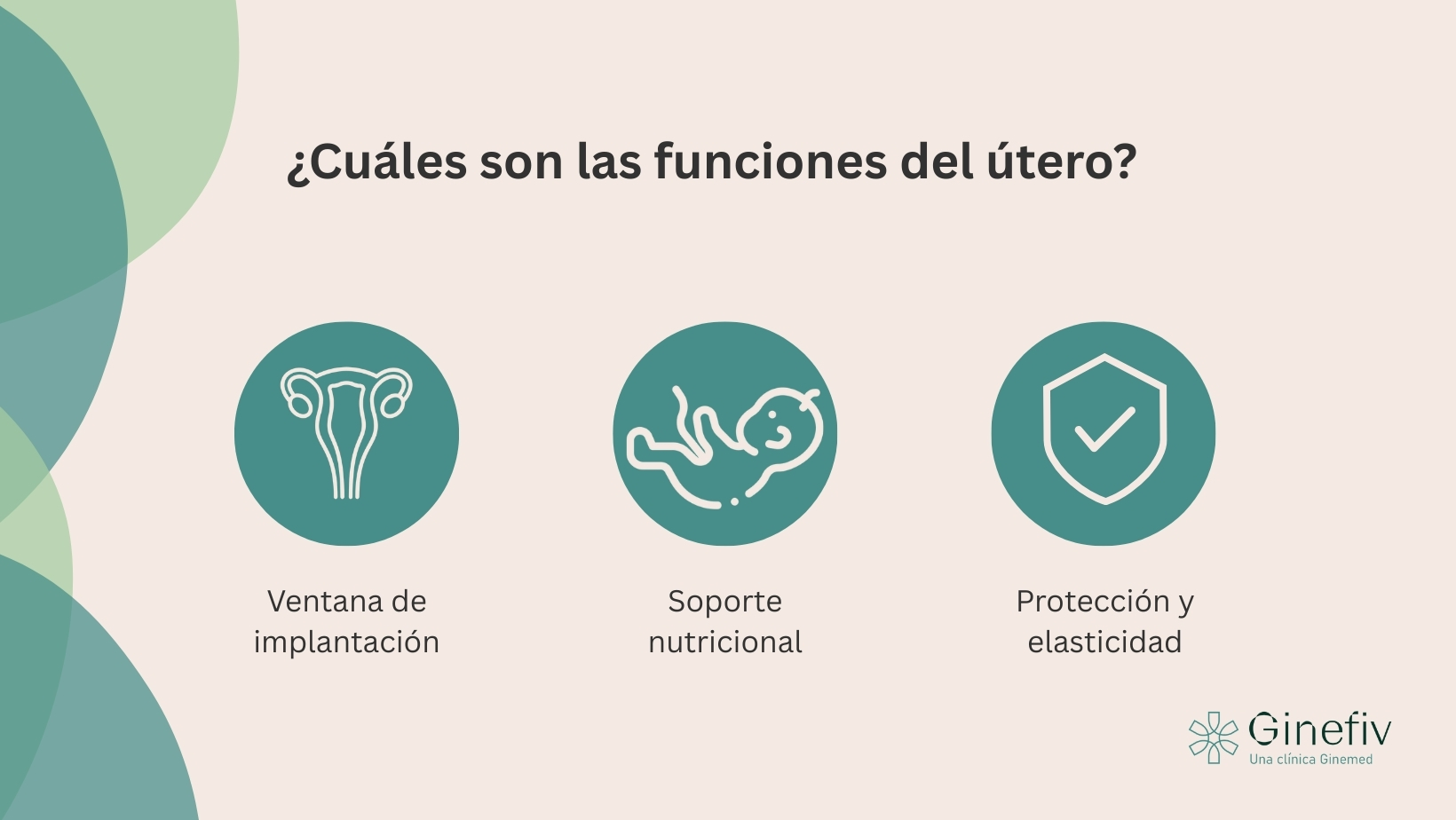 ¿Cuáles son las funciones del útero?